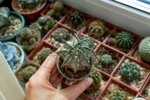 Vetplanten zoals aloe vera en echeveria op een zonnige vensterbank in de zomer