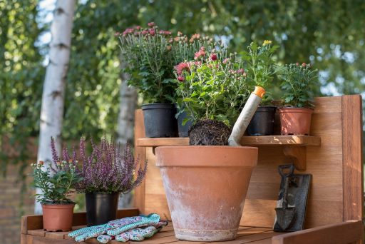 Vrouw plant herfstasters en sedum in een nazomertuin