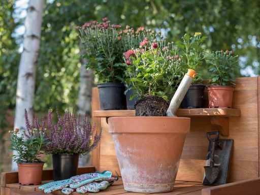 Vrouw plant herfstasters en sedum in een nazomertuin