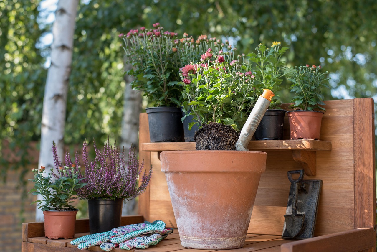 Vrouw plant herfstasters en sedum in een nazomertuin