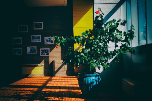 Kamerplanten als interieurstuk in een warm ingerichte woonkamer met gevlochten manden en plantentafels