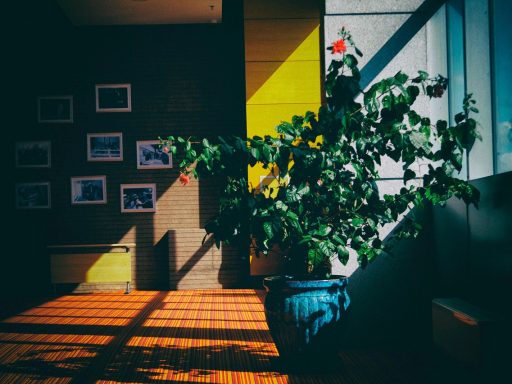 Kamerplanten als interieurstuk in een warm ingerichte woonkamer met gevlochten manden en plantentafels
